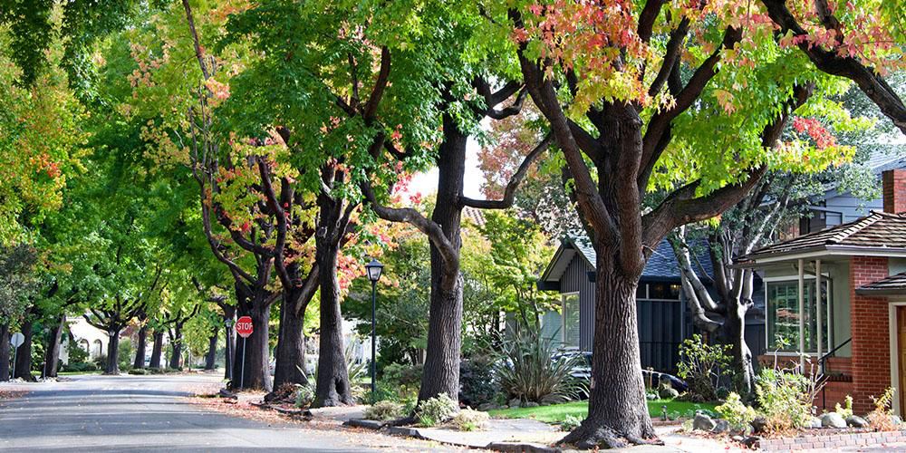Trees and beautiful [PrimexGardenCenter]