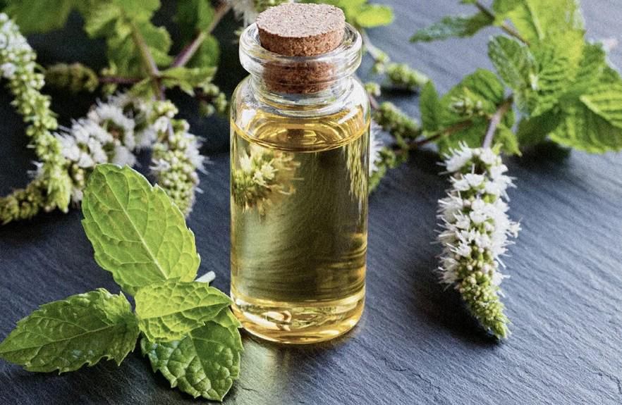 Peppermint oil [Medical News Today]