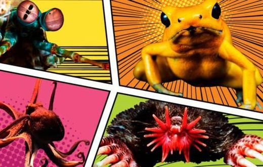 Extraordinary animals with real superpowers [BBC]