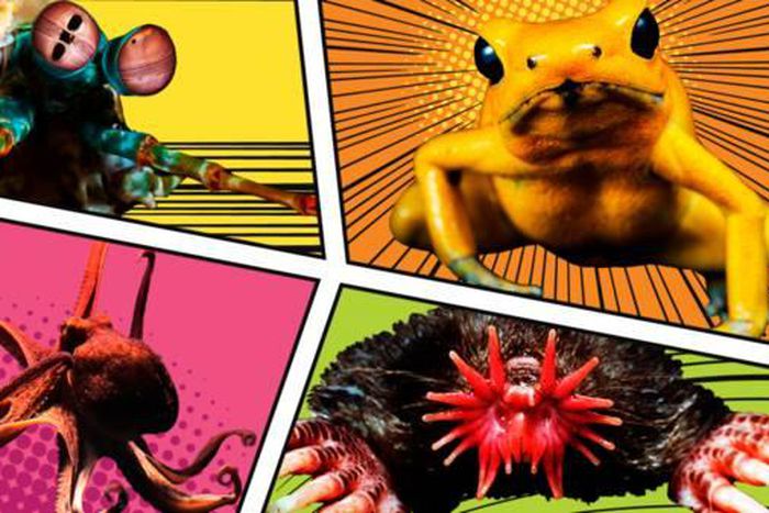 Extraordinary animals with real superpowers [BBC]