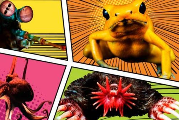 Extraordinary animals with real superpowers [BBC]