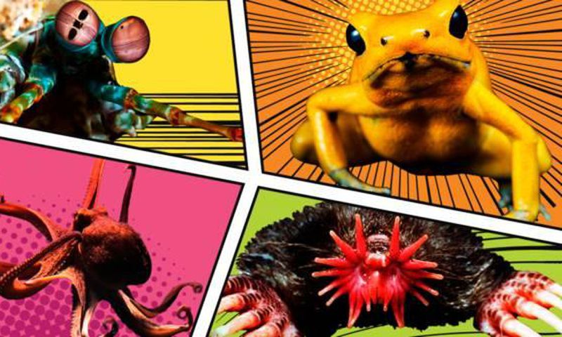 Extraordinary animals with real superpowers [BBC]