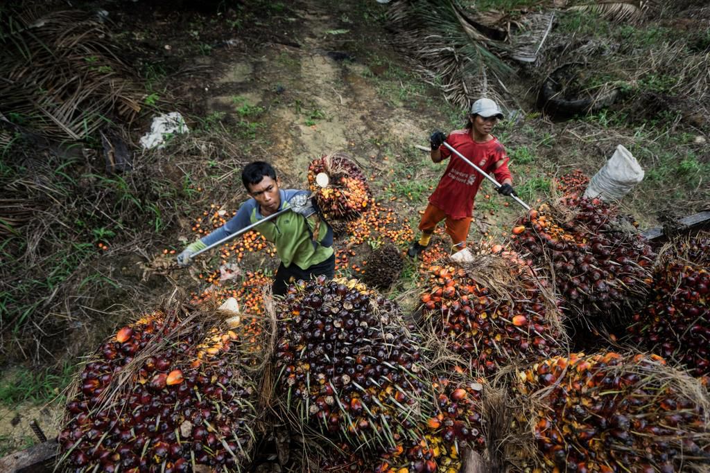 Workers harvesting oil palm fruits in Malaysia.