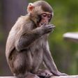 Young macaque monkey [Shutterstock]