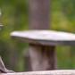 Young macaque monkey [Shutterstock]