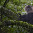 Lion-tailed macaque [Animal Spot]