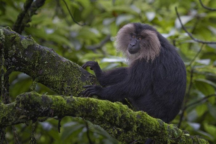 Lion-tailed macaque [Animal Spot]