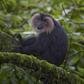 Lion-tailed macaque [Animal Spot]