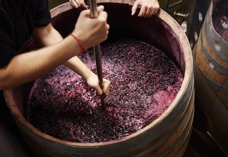 Red wine basic making process [Vinovest]