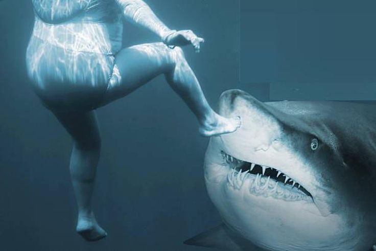 What the shark and your vagina have in common [iStock]