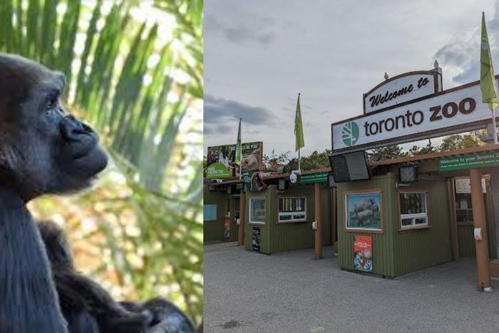 That's my mother's name - Nigerians react as Canadian zoo names gorillas Nneka, Ngozi