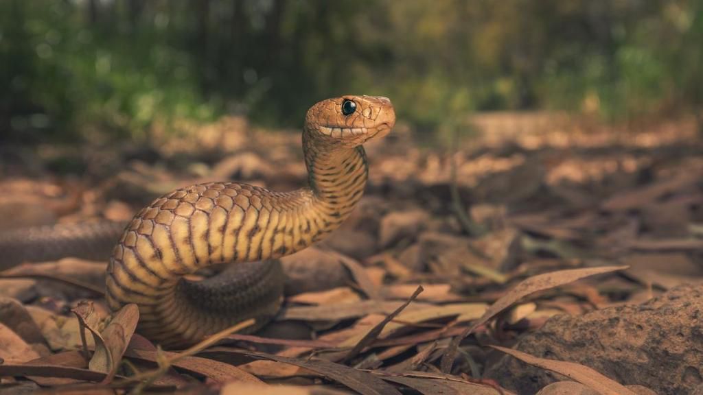 Eastern Brown Snake [LiveScience]