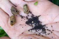 Snapdragon seeds [thefreerangelife]