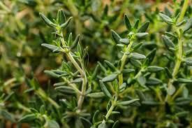 Fresh thyme [MedicalNewsToday]