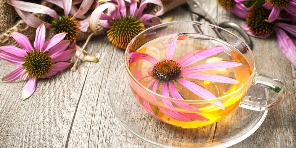 Echinacea [Kent Tea & Coffee Co]