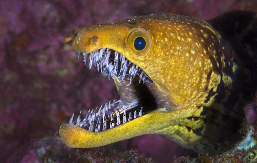 Some of the most dangerous fish in the ocean [bioGraphic]