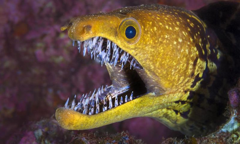 Some of the most dangerous fish in the ocean [bioGraphic]
