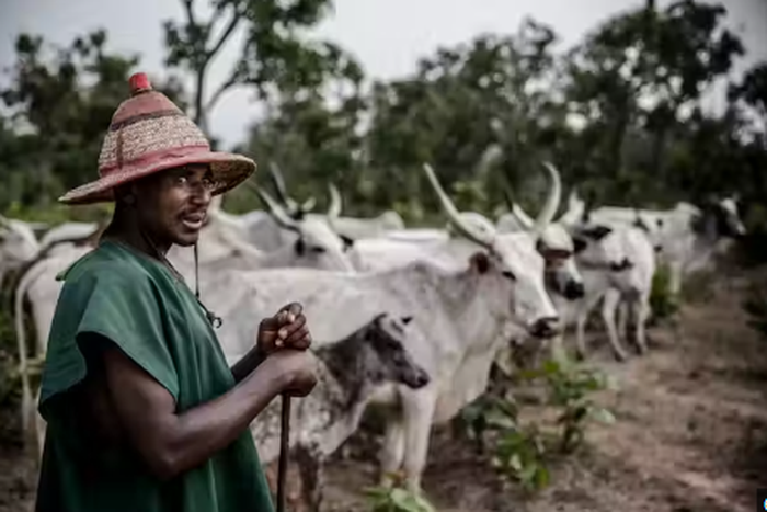 A cow herder [The Conversation]