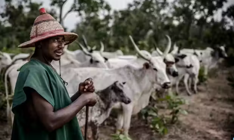 A cow herder [The Conversation]