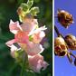 Snapdragon flower [TheGardenMagazine]