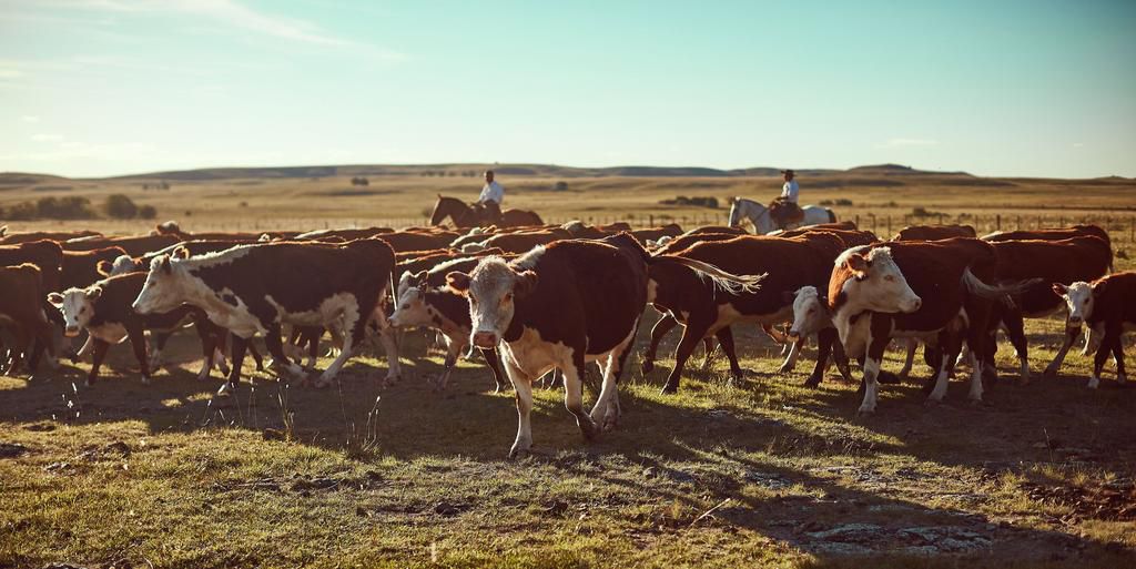 Why You Should Make the Switch to Grass-Fed Beef