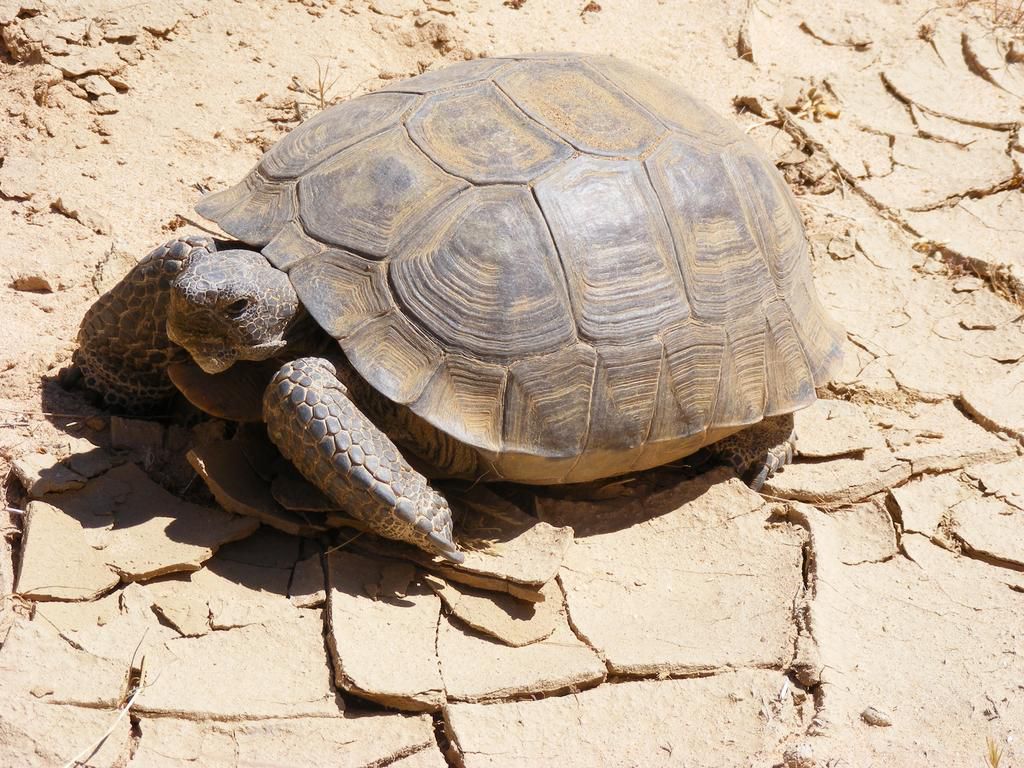 Desert tortoise [Wikipedia]