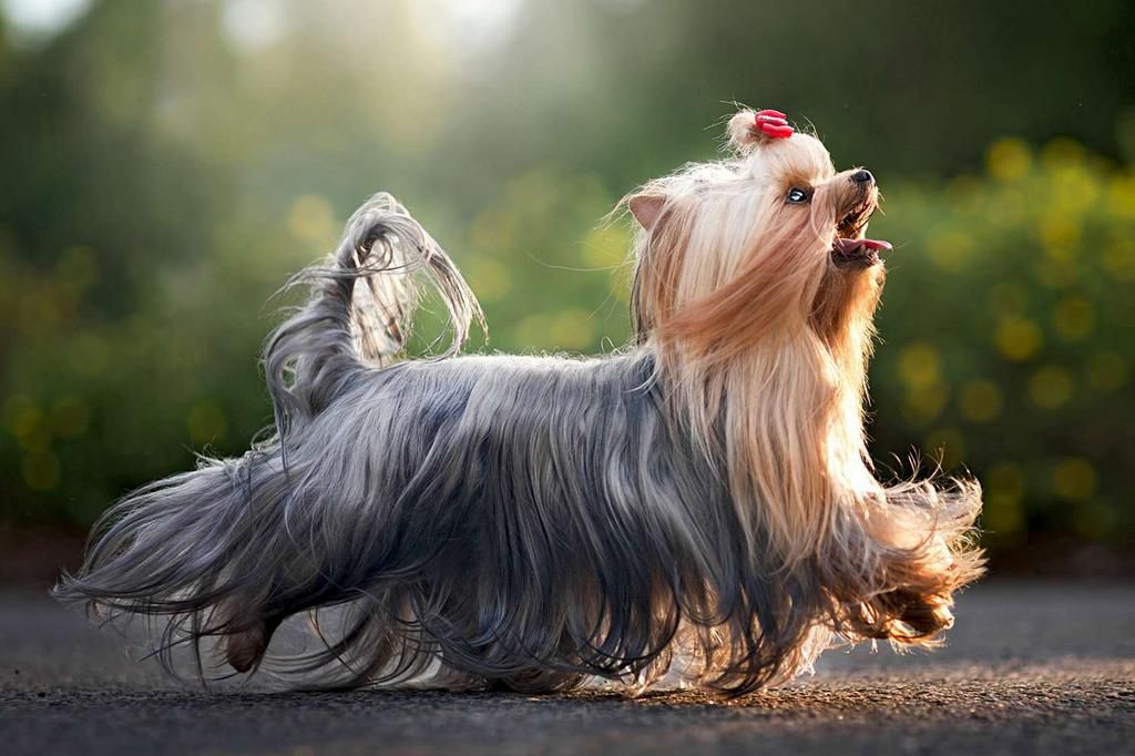 Yorkshire Terrier [Daily Paws]