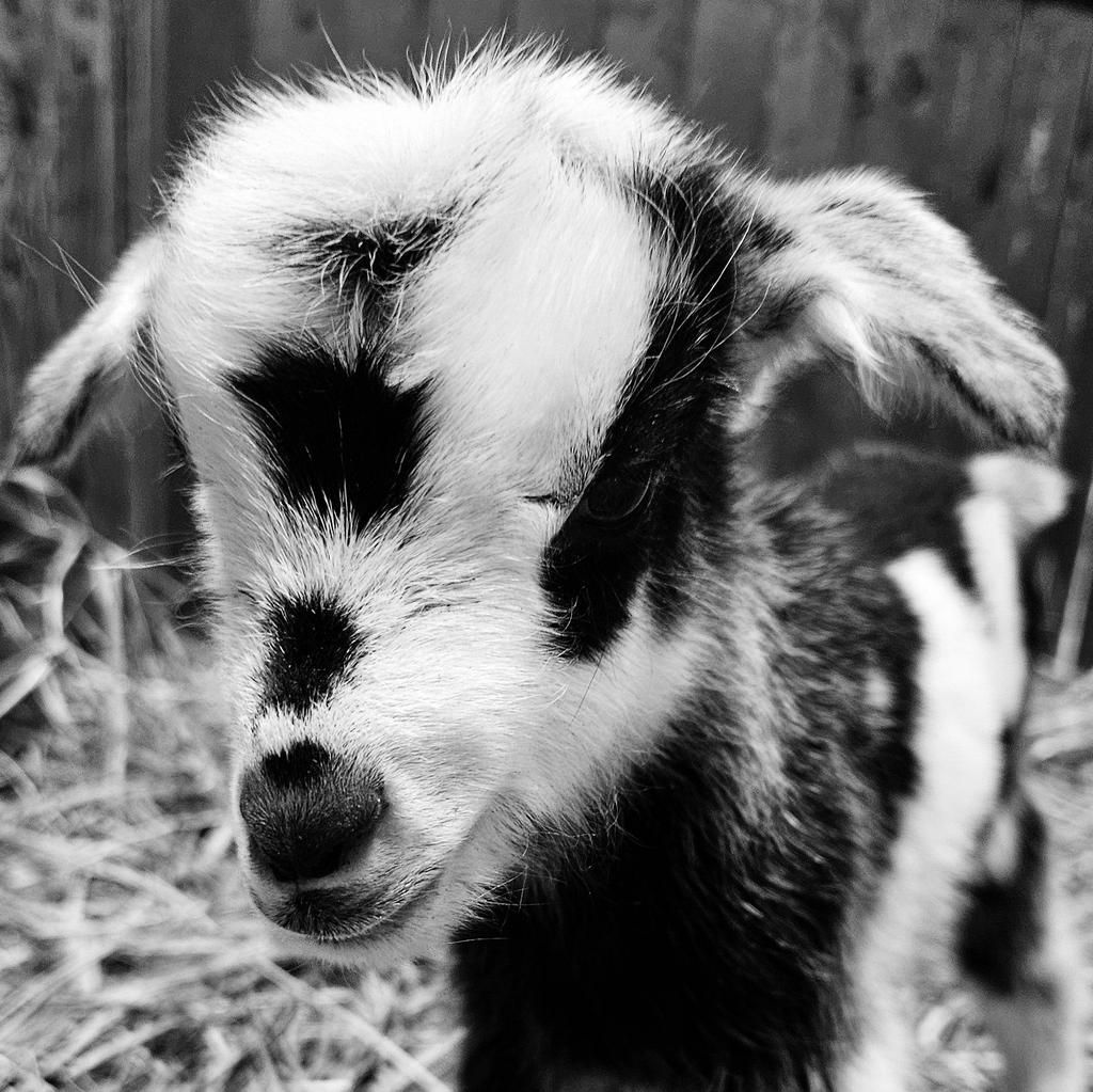 The Sandomierz goat is one of three breeds of Polish goats [Facebook/Zoo Lubin]