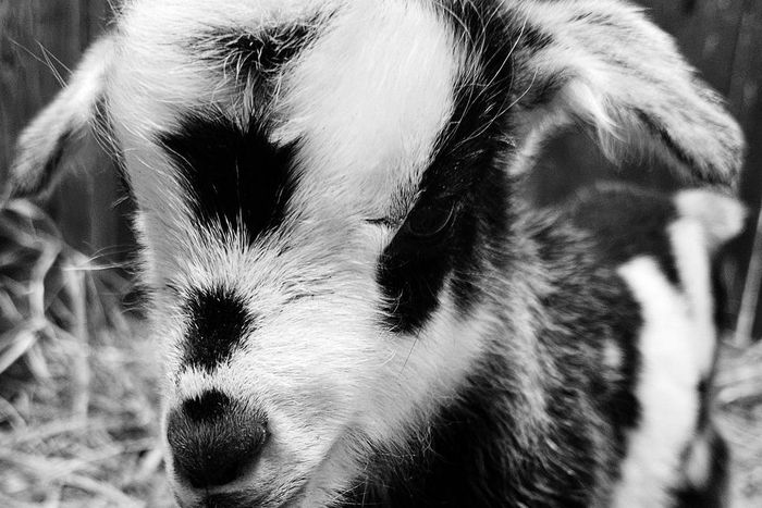 The Sandomierz goat is one of three breeds of Polish goats [Facebook/Zoo Lubin]