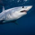 13 Sharks test positive for Cocaine, scientists reveal