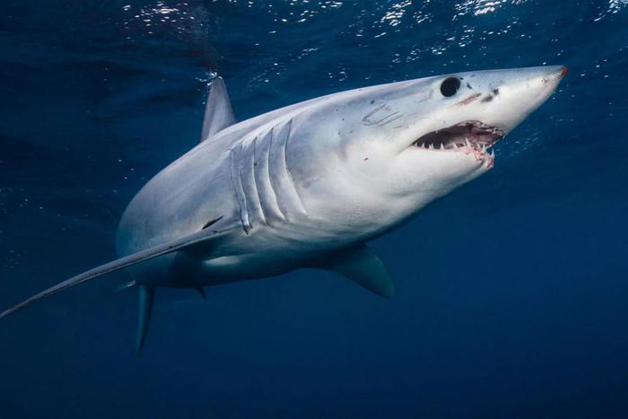 13 Sharks test positive for Cocaine, scientists reveal