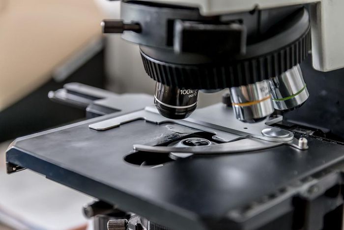 Adipotide Peptide: Obesity studies