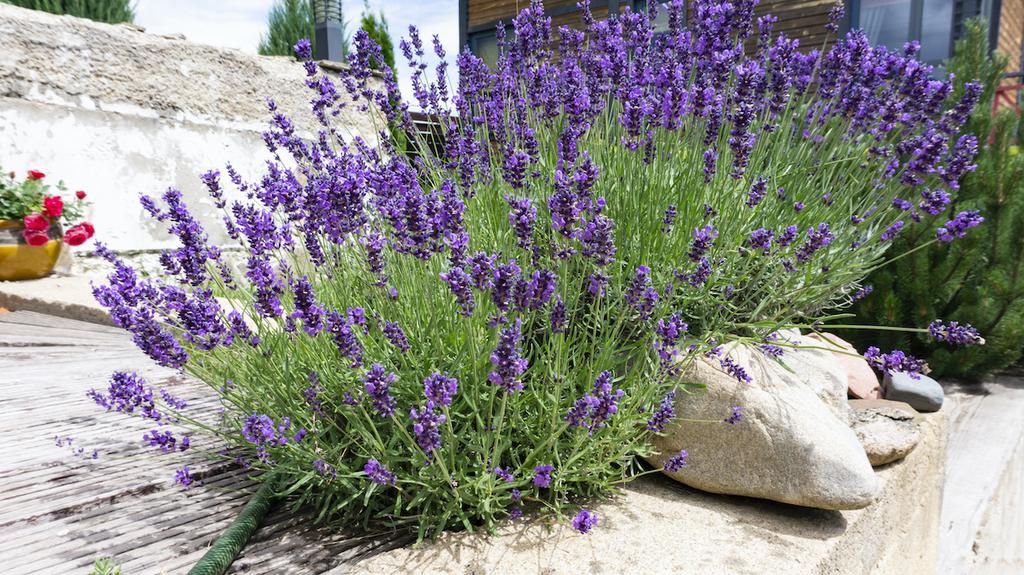Lavender plants [Adobe Stock]