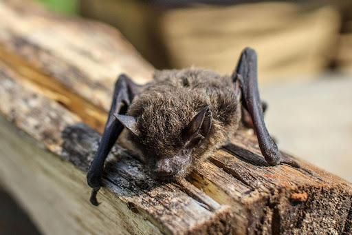 Night's Guardians Unveiled: The enigmatic world of bats
