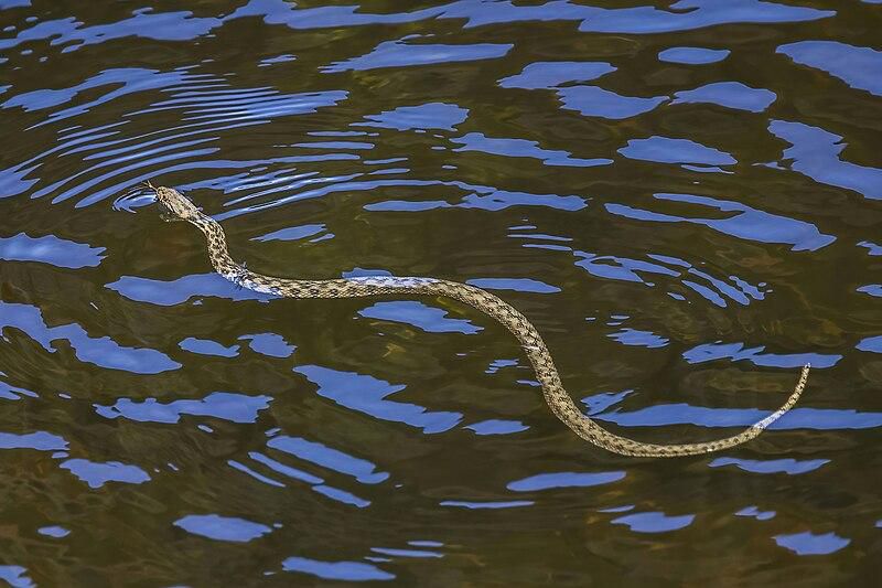 Water snakes are non-venomous [Wikipedia]