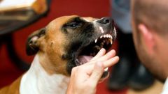 Many diseases we know today, came from animals [DannoLawFirm]