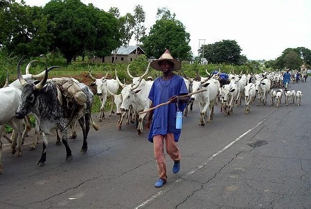 Miyetti Allah cites instances where herdsmen lost their cattle as a result of cattle rustling. (ICIR)
