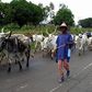 Miyetti Allah cites instances where herdsmen lost their cattle as a result of cattle rustling. (ICIR)