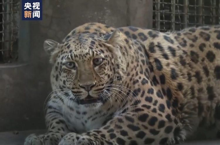 The leopard, nicknamed "China's Officer Clawhauser
