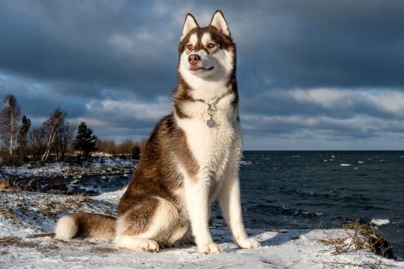 Husky [Pet Keen]