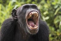 HIV originated in chimpanzees in West Africa [MetodeScience]