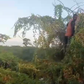 The man spent days on the tree [Kenya Red Cross]