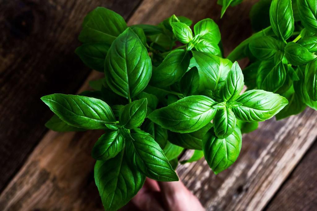 Fresh basil may lower blood pressure [,arthaStewart]