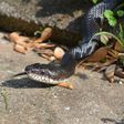 Snakes are fascinating creatures [National Wildlife Federation Blog]