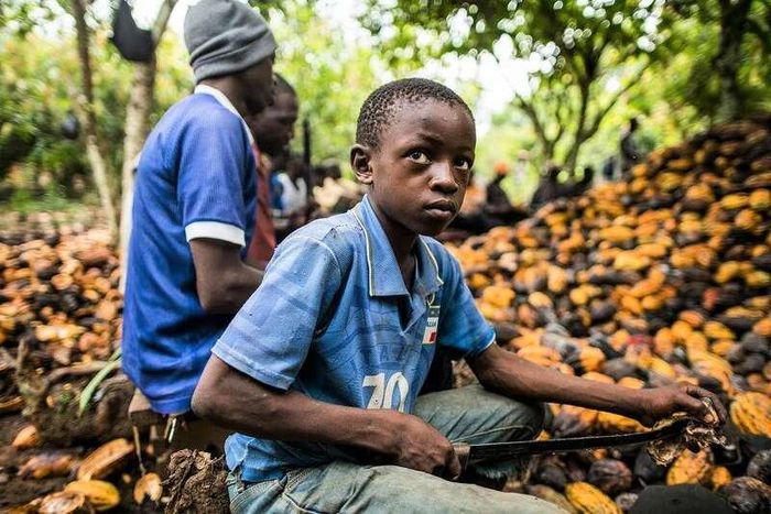 Following child labour backlash, Nestle proposes to pay African cocoa farmers to keep their kids in school