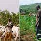 Farmers and Herders clash [FarmingFarmersFarms]