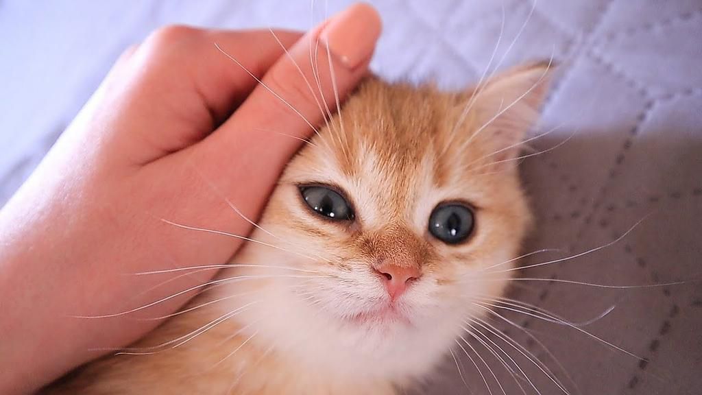 Cats also purr when they're feeling stressed, injured, or even in pain [YouTube]