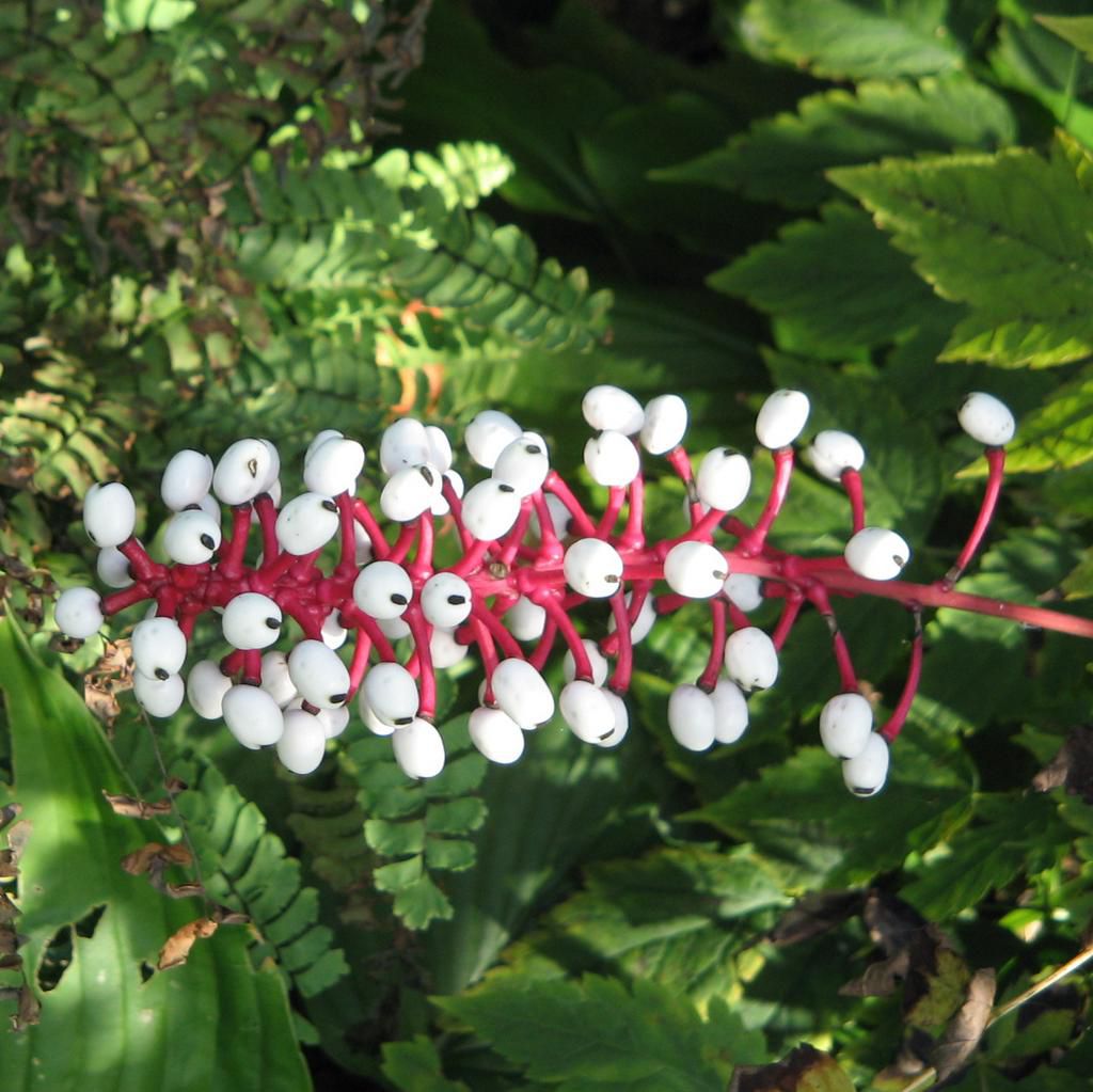 White baneberry [KeystoneWildflowers]