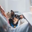 Dog on a plane (image used for illustrative purpose) [Shutterstock]