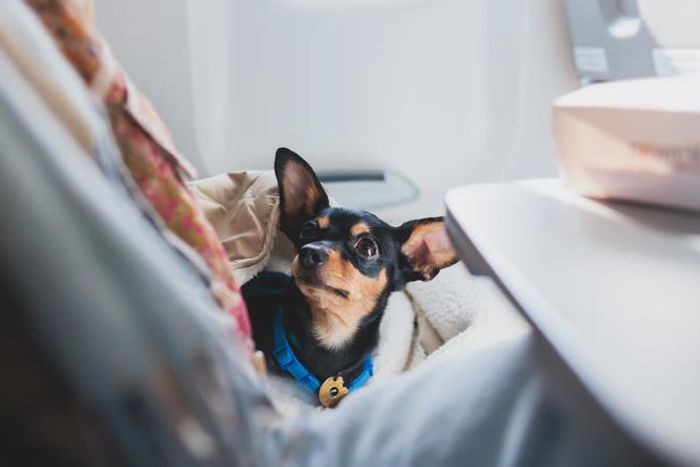 Dog on a plane (image used for illustrative purpose) [Shutterstock]